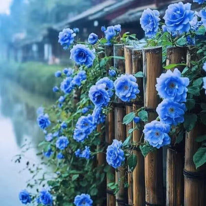 Зимен промоционален период 50% отстъпка - 🌱Катерещи се рози семена