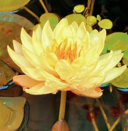 Дори начинаещи могат да станат „богини на цветята“! Безпочвени семена за водни лилии, без усилия създайте „вътрешна Монетова градина“!