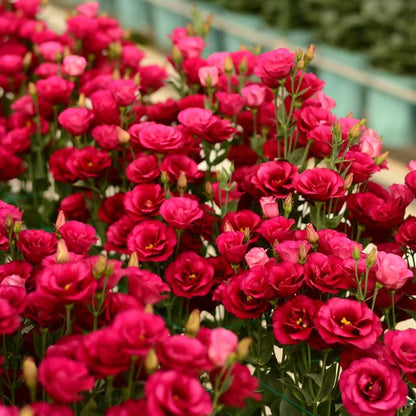 Eustoma Безколкова Роза💐 Лисантус Семена