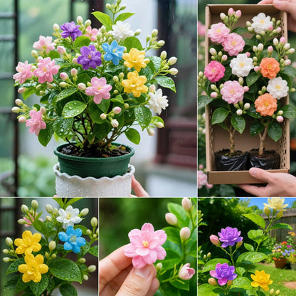 🌈 Семена Дъга Двойни Жасмин