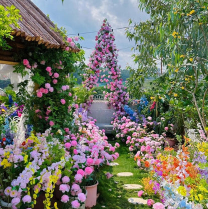 Зимен промоционален период 50% отстъпка - 🌱Катерещи се рози семена