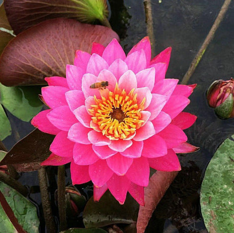 Дори начинаещи могат да станат „богини на цветята“! Безпочвени семена за водни лилии, без усилия създайте „вътрешна Монетова градина“!