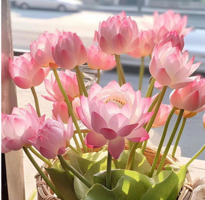 Дори начинаещи могат да станат „богини на цветята“! Безпочвени семена за водни лилии, без усилия създайте „вътрешна Монетова градина“!