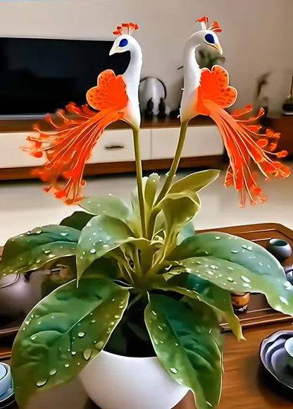 🔥 Ограничена промоция — 🌺 Семена на пауново цвете | Лесни за отглеждане