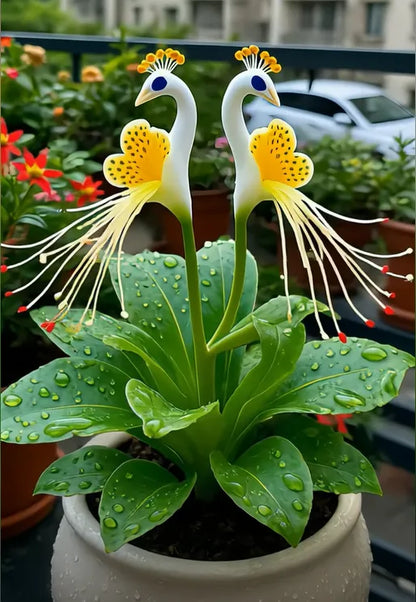 🔥 Ограничена промоция — 🌺 Семена на пауново цвете | Лесни за отглеждане
