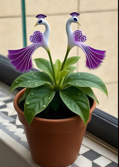 🔥 Ограничена промоция — 🌺 Семена на пауново цвете | Лесни за отглеждане