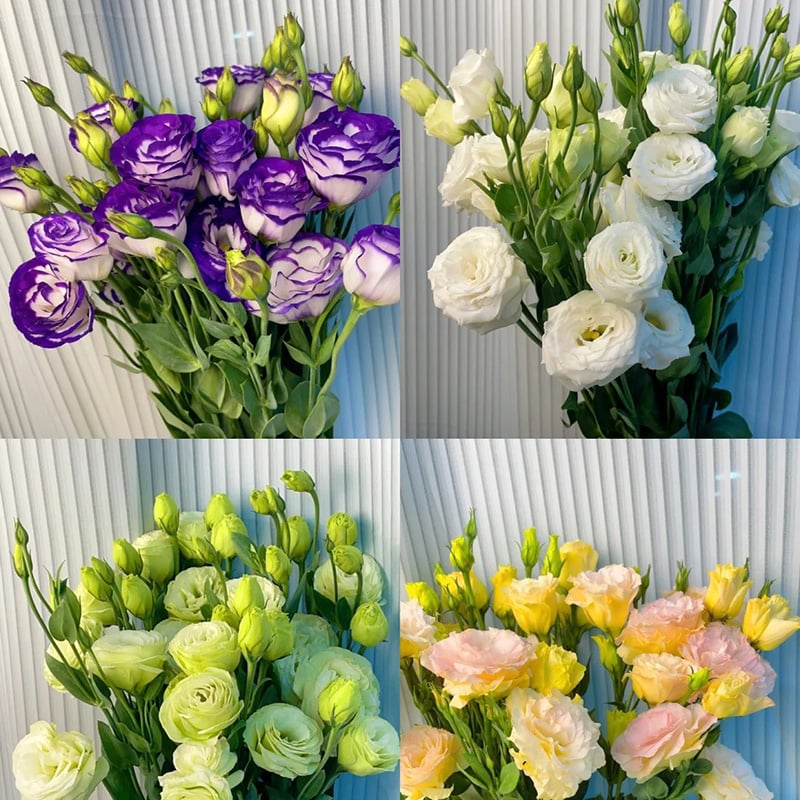 Eustoma Безколкова Роза💐 Лисантус Семена