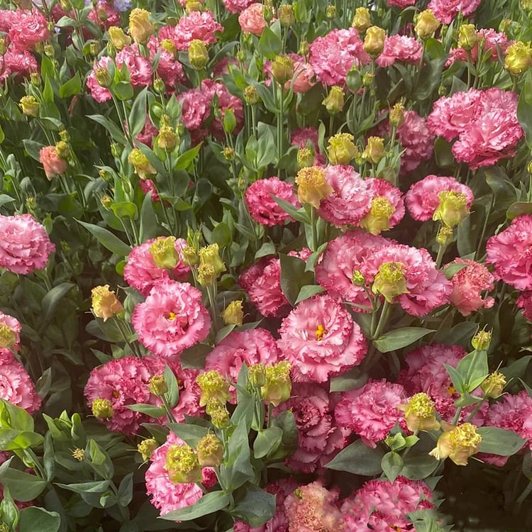 Eustoma Безколкова Роза💐 Лисантус Семена