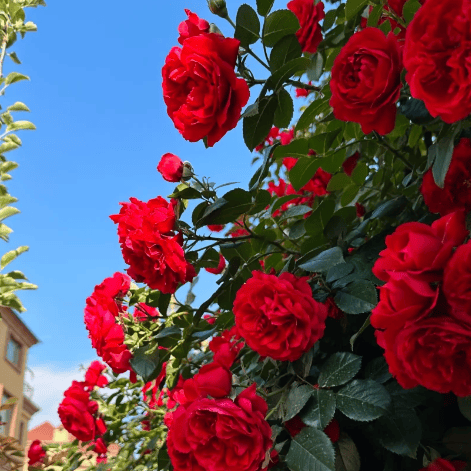 Зимен промоционален период 50% отстъпка - 🌱Катерещи се рози семена