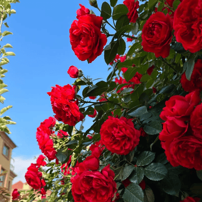 Зимен промоционален период 50% отстъпка - 🌱Катерещи се рози семена