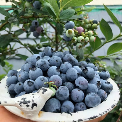 Семена за боровинки🫐 (Висок добив)