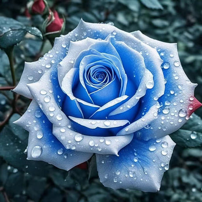 🌹 Редки многоцветни розови семена — Създайте вашата мечтана градина  Устойчиви на студ · Лесни за отглеждане през всички сезони · Интензивен аромат · Богат избор на цветове