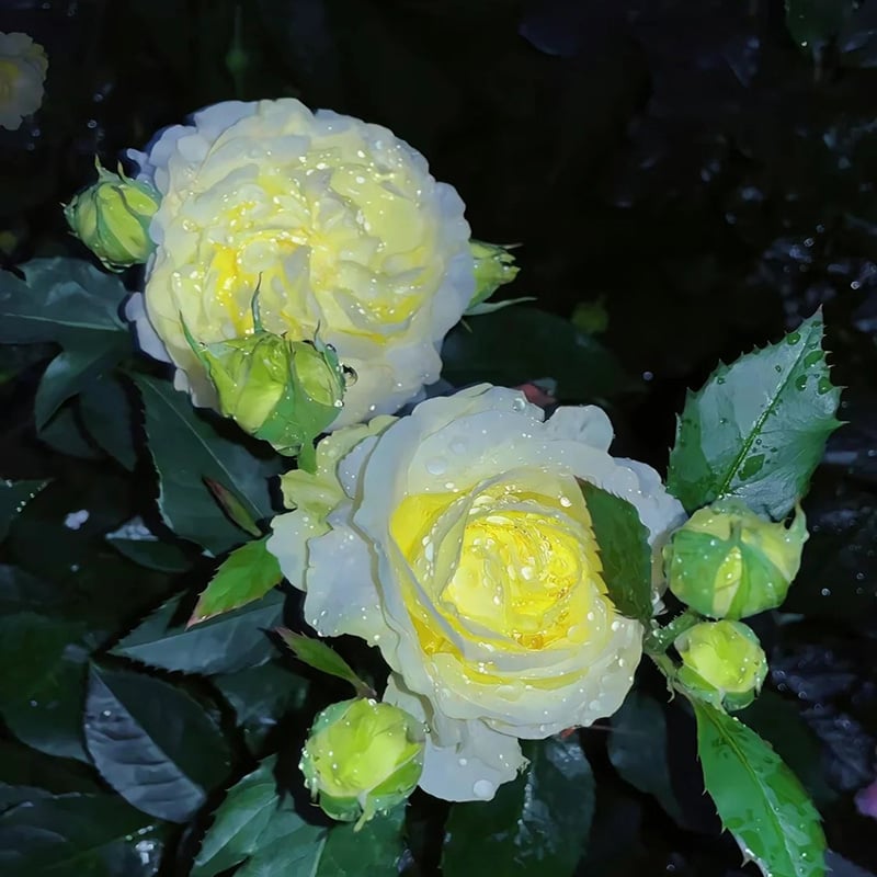 Eustoma Безколкова Роза💐 Лисантус Семена