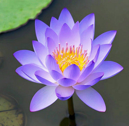 Дори начинаещи могат да станат „богини на цветята“! Безпочвени семена за водни лилии, без усилия създайте „вътрешна Монетова градина“!