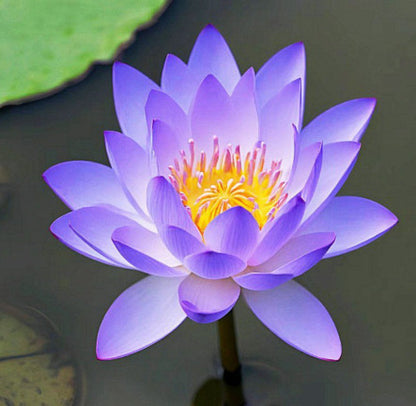 Дори начинаещи могат да станат „богини на цветята“! Безпочвени семена за водни лилии, без усилия създайте „вътрешна Монетова градина“!