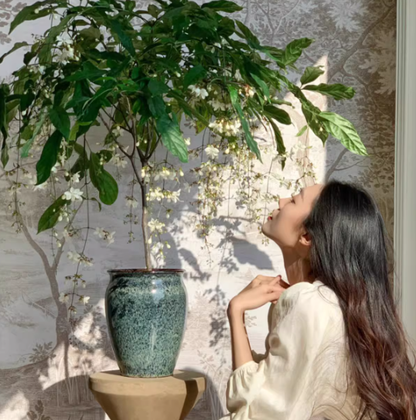 🌸Зимно висящ жасмин - мечтателно стайно цвете🌿❄️