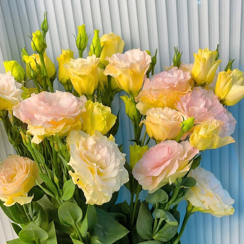 Eustoma Безколкова Роза💐 Лисантус Семена