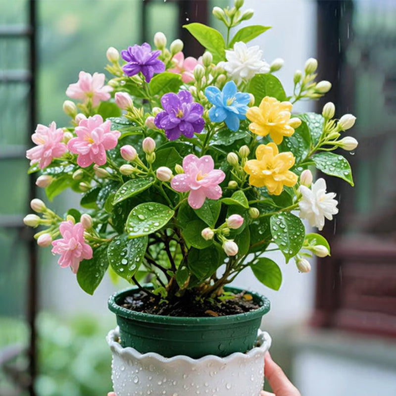 🌈 Семена Дъга Двойни Жасмин