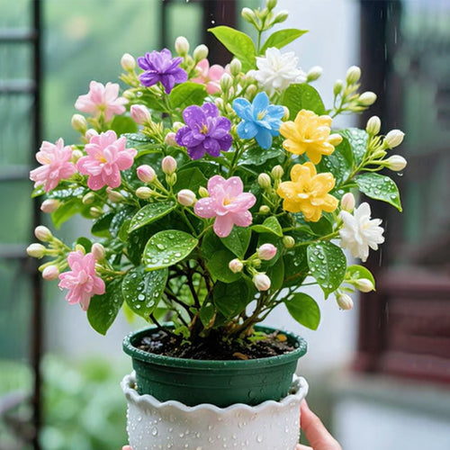 🌈 Семена Дъга Двойни Жасмин