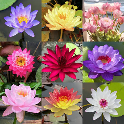 Дори начинаещи могат да станат „богини на цветята“! Безпочвени семена за водни лилии, без усилия създайте „вътрешна Монетова градина“!