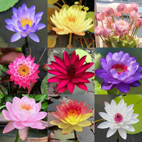 Дори начинаещи могат да станат „богини на цветята“! Безпочвени семена за водни лилии, без усилия създайте „вътрешна Монетова градина“!