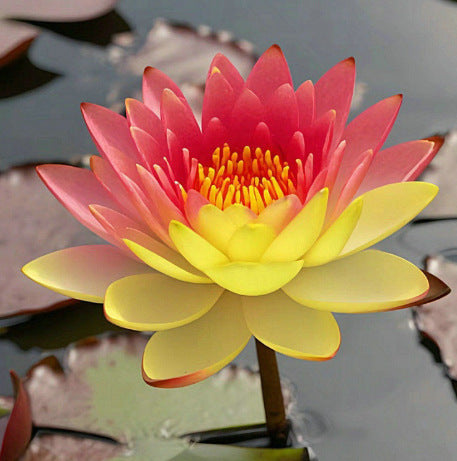 Дори начинаещи могат да станат „богини на цветята“! Безпочвени семена за водни лилии, без усилия създайте „вътрешна Монетова градина“!