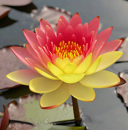 Дори начинаещи могат да станат „богини на цветята“! Безпочвени семена за водни лилии, без усилия създайте „вътрешна Монетова градина“!