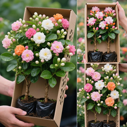 🌈 Семена Дъга Двойни Жасмин