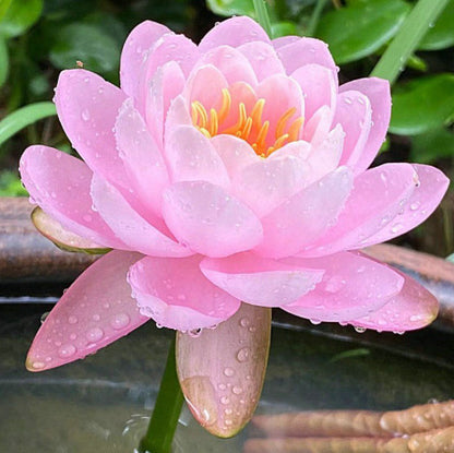 Дори начинаещи могат да станат „богини на цветята“! Безпочвени семена за водни лилии, без усилия създайте „вътрешна Монетова градина“!