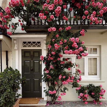 Зимен промоционален период 50% отстъпка - 🌱Катерещи се рози семена