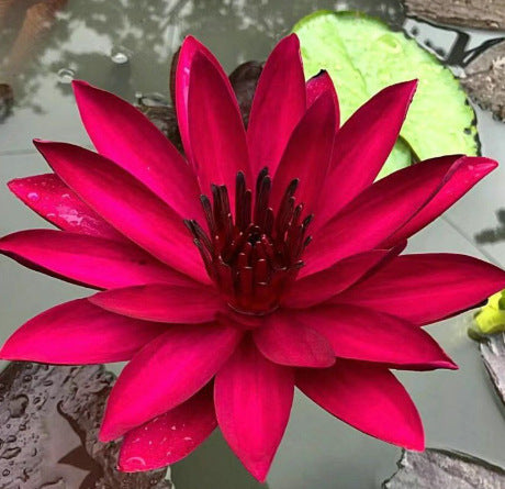 Дори начинаещи могат да станат „богини на цветята“! Безпочвени семена за водни лилии, без усилия създайте „вътрешна Монетова градина“!