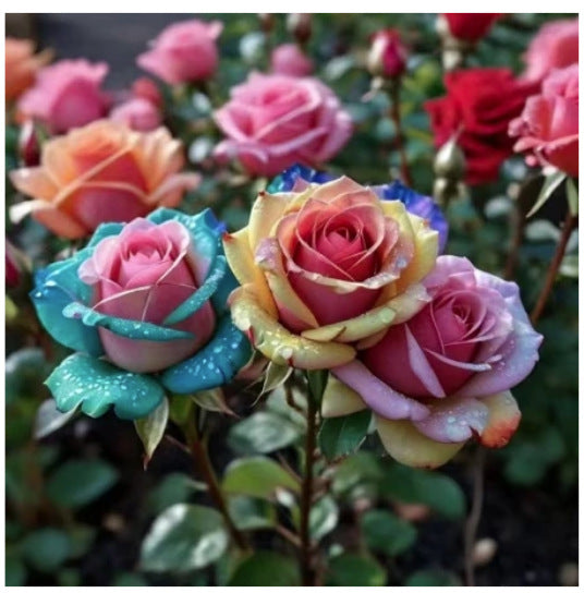 🌹 Редки многоцветни розови семена — Създайте вашата мечтана градина  Устойчиви на студ · Лесни за отглеждане през всички сезони · Интензивен аромат · Богат избор на цветове