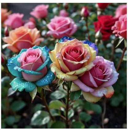 🌹 Редки многоцветни розови семена — Създайте вашата мечтана градина  Устойчиви на студ · Лесни за отглеждане през всички сезони · Интензивен аромат · Богат избор на цветове