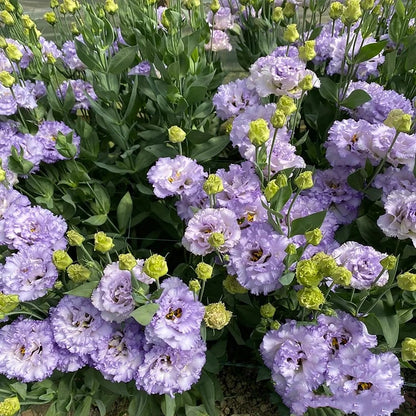 Eustoma Безколкова Роза💐 Лисантус Семена