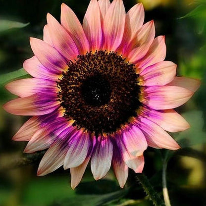 🔥Специално съществуване в градината——🌌 Midnight Blaze слънчогледови семена