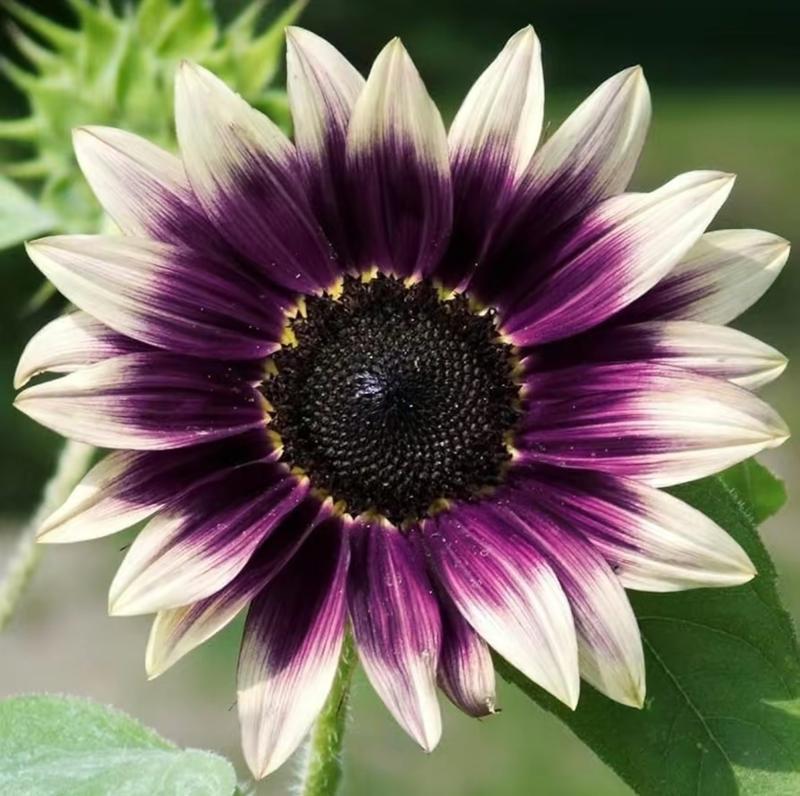 🔥Специално съществуване в градината——🌌 Midnight Blaze слънчогледови семена