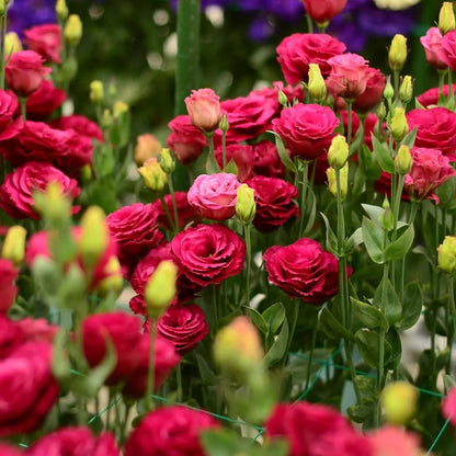 Eustoma Безколкова Роза💐 Лисантус Семена