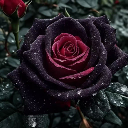 🌹 Редки многоцветни розови семена — Създайте вашата мечтана градина  Устойчиви на студ · Лесни за отглеждане през всички сезони · Интензивен аромат · Богат избор на цветове