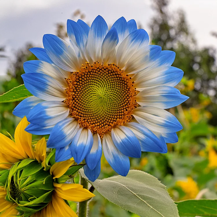 🔥Специално съществуване в градината——🌌 Midnight Blaze слънчогледови семена