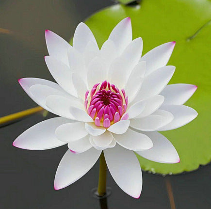 Дори начинаещи могат да станат „богини на цветята“! Безпочвени семена за водни лилии, без усилия създайте „вътрешна Монетова градина“!